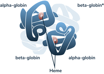 Illustration of hemoglobin in beta-thalassemia major