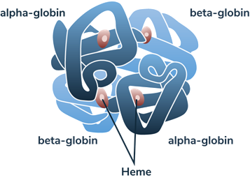 Illustration of normal hemoglobin